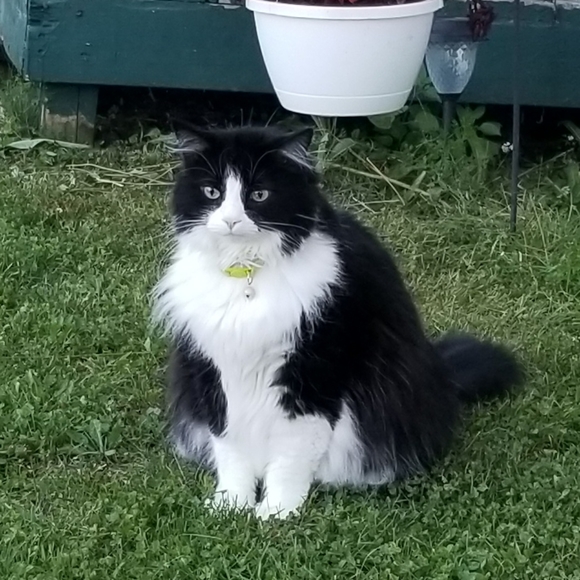 Meet your Posher, Kimber - Picture 9 of 12